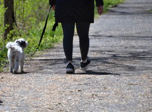 Person out on a walk with their dog